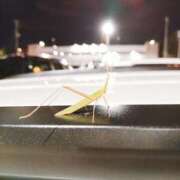 ヒメ日記 2025/08/09 14:34 投稿 チアキ 人妻生レンタル