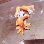 ヒメ日記 2026/03/18 13:02 投稿 チアキ 人妻生レンタル