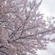 ヒメ日記 2026/04/11 12:03 投稿 チアキ 人妻生レンタル