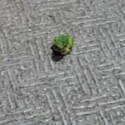 ヒメ日記 2024/12/29 18:19 投稿 みりあ 奥様はエンジェル　町田店