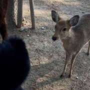 ヒメ日記 2025/03/13 19:20 投稿 ましろ★S級完未！坂道研究生★ Chloe鶯谷・上野店 S級素人清楚系デリヘル