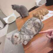 ヒメ日記 2025/03/14 23:59 投稿 ましろ★S級完未！坂道研究生★ Chloe鶯谷・上野店 S級素人清楚系デリヘル