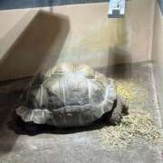 ましろ★S級完未！坂道研究生★ 亀仙人 Chloe鶯谷・上野店 S級素人清楚系デリヘル