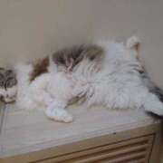 ヒメ日記 2025/11/07 12:29 投稿 あいり チューリップ土浦店