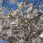 ヒメ日記 2026/04/03 21:36 投稿 カナメ Club 妻