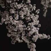 ヒメ日記 2025/03/22 19:48 投稿 つきな 京都BOOK MARK（ブックマーク）