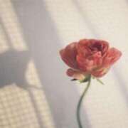 ヒメ日記 2025/05/02 02:33 投稿 つきな 京都BOOK MARK（ブックマーク）