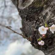 ヒメ日記 2025/04/13 09:35 投稿 はる 福島美女図鑑