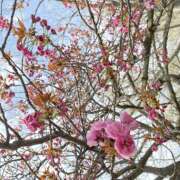 ヒメ日記 2025/04/19 19:11 投稿 はる 福島美女図鑑