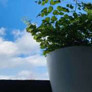 ヒメ日記 2025/04/20 09:25 投稿 はる 福島美女図鑑