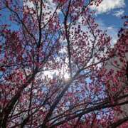 ヒメ日記 2025/02/12 09:01 投稿 笹本百花(ささもとももか) 五十路マダムエクスプレス厚木店(カサブランカグループ)