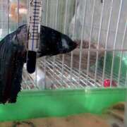 ヒメ日記 2025/03/04 16:50 投稿 笹本百花(ささもとももか) 五十路マダムエクスプレス厚木店(カサブランカグループ)