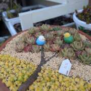 ヒメ日記 2025/03/07 12:08 投稿 笹本百花(ささもとももか) 五十路マダムエクスプレス厚木店(カサブランカグループ)