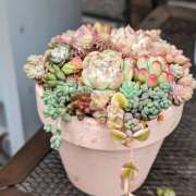 ヒメ日記 2025/03/08 08:32 投稿 笹本百花(ささもとももか) 五十路マダムエクスプレス厚木店(カサブランカグループ)