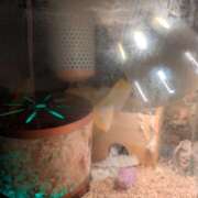 ヒメ日記 2025/03/11 02:32 投稿 笹本百花(ささもとももか) 五十路マダムエクスプレス厚木店(カサブランカグループ)