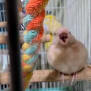 ヒメ日記 2025/03/17 10:16 投稿 笹本百花(ささもとももか) 五十路マダムエクスプレス厚木店(カサブランカグループ)