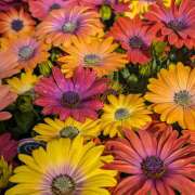 ヒメ日記 2025/03/21 23:30 投稿 笹本百花(ささもとももか) 五十路マダムエクスプレス厚木店(カサブランカグループ)