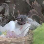 ヒメ日記 2025/04/02 18:52 投稿 笹本百花(ささもとももか) 五十路マダムエクスプレス厚木店(カサブランカグループ)