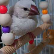 ヒメ日記 2025/04/16 20:52 投稿 笹本百花(ささもとももか) 五十路マダムエクスプレス厚木店(カサブランカグループ)