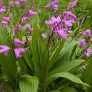 ヒメ日記 2025/04/27 09:32 投稿 笹本百花(ささもとももか) 五十路マダムエクスプレス厚木店(カサブランカグループ)