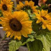 ヒメ日記 2025/06/12 13:46 投稿 笹本百花(ささもとももか) 五十路マダムエクスプレス厚木店(カサブランカグループ)