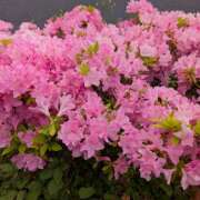 ヒメ日記 2025/06/13 12:08 投稿 笹本百花(ささもとももか) 五十路マダムエクスプレス厚木店(カサブランカグループ)