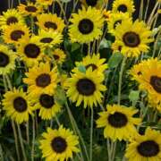 笹本百花(ささもとももか) おはようございます、笹本です。 五十路マダムエクスプレス厚木店(カサブランカグループ)