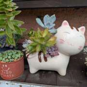 ヒメ日記 2025/12/11 22:50 投稿 笹本百花(ささもとももか) 五十路マダムエクスプレス厚木店(カサブランカグループ)