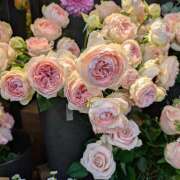 ヒメ日記 2025/12/22 22:00 投稿 笹本百花(ささもとももか) 五十路マダムエクスプレス厚木店(カサブランカグループ)