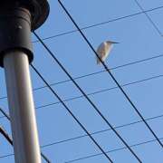 ヒメ日記 2026/01/01 09:14 投稿 笹本百花(ささもとももか) 五十路マダムエクスプレス厚木店(カサブランカグループ)