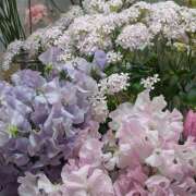 ヒメ日記 2026/02/25 08:12 投稿 笹本百花(ささもとももか) 五十路マダムエクスプレス厚木店(カサブランカグループ)