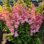 ヒメ日記 2026/03/04 22:06 投稿 笹本百花(ささもとももか) 五十路マダムエクスプレス厚木店(カサブランカグループ)