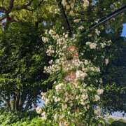 ヒメ日記 2026/05/14 14:28 投稿 笹本百花(ささもとももか) 五十路マダムエクスプレス厚木店(カサブランカグループ)