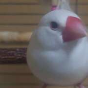 ヒメ日記 2026/07/09 11:24 投稿 笹本百花(ささもとももか) 五十路マダムエクスプレス厚木店(カサブランカグループ)