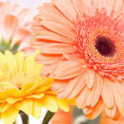 みつき ありがとう╰(*´︶`*)╯ 素人妻御奉仕倶楽部Hip's松戸店