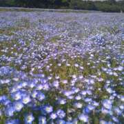 ヒメ日記 2025/05/14 09:34 投稿 桜花(おうか)♥気品と美の原点 美魔女コレクション