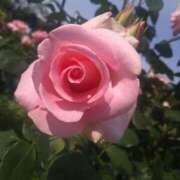 ヒメ日記 2025/05/31 13:38 投稿 桜花(おうか)♥気品と美の原点 美魔女コレクション