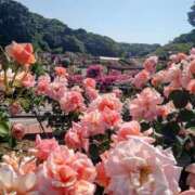 ヒメ日記 2026/10/13 10:17 投稿 桜花(おうか)♥気品と美の原点 美魔女コレクション