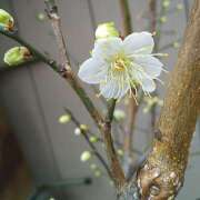 ヒメ日記 2025/01/17 08:26 投稿 三影えま 五十路マダム 徳島店