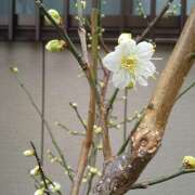 ヒメ日記 2025/01/20 11:06 投稿 三影えま 五十路マダム 徳島店