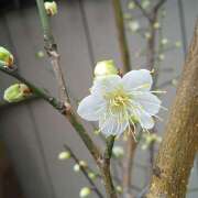 ヒメ日記 2025/01/23 08:22 投稿 三影えま 五十路マダム 徳島店