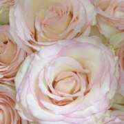 ヒメ日記 2025/03/03 08:34 投稿 三影えま 五十路マダム 徳島店