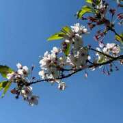 ヒメ日記 2026/04/09 07:10 投稿 あんず One More奥様 大宮店