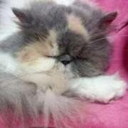 ヒメ日記 2026/04/13 12:26 投稿 海野 熟女の風俗最終章 新横浜店