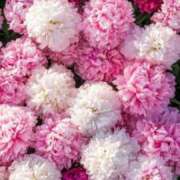 ヒメ日記 2025/06/20 10:17 投稿 小野 華恋人(カレント)