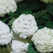 ヒメ日記 2025/06/25 09:54 投稿 小野 華恋人(カレント)