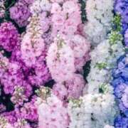 ヒメ日記 2025/08/27 10:24 投稿 小野 華恋人(カレント)