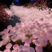 ヒメ日記 2025/10/08 11:08 投稿 小野 華恋人(カレント)