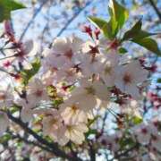 ヒメ日記 2026/04/17 17:34 投稿 るか♡連続イキ!!ドエロお姉さん♡ ぴゅあぱい＆ぷりてぃ♡ぴゅあグループ誠実すぎる風俗♡返金保証店♡八代宇土