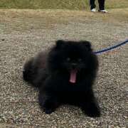 ヒメ日記 2025/04/25 23:23 投稿 えれん One More奥様　八王子店